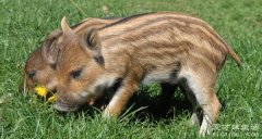 野猪是保护动物吗，属于国家二级保护动物(不能乱杀)