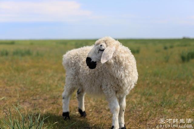 瓦格吉尔羊多少钱一只 瓦格吉尔羊为什么贵