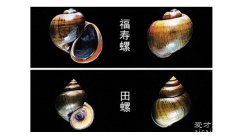 福寿螺和田螺的区别在哪里，有三大区别(外观/繁殖/吃食)