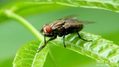 四害是指哪4种，是指苍蝇/蚊子/老鼠/蟑螂(容易传播疾病)
