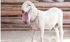 瓦格吉尔羊2022年价格是多少钱一只，纯种1200万左右一只