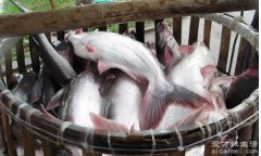 巴沙鱼是世界上最脏的鱼，市场上面的鱼不脏(是人工饲养)