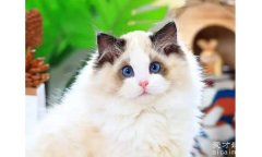 2022年布偶猫价格多少钱一只，串种布偶猫最低2000元左右