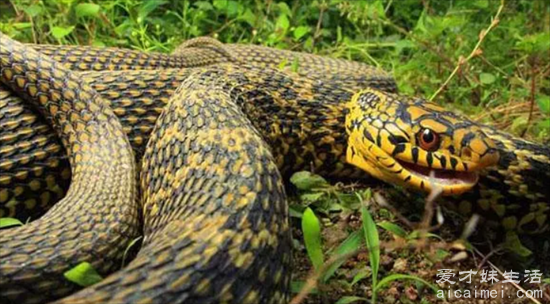 王蛇为什么不怕毒蛇，因为对蛇毒免疫造成不了伤害