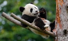 大熊猫一只多少元，分期付认养费250万元(不分期100万元)