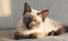 暹罗猫价格多少钱一只，最低500元/只(国内1500~5000元)