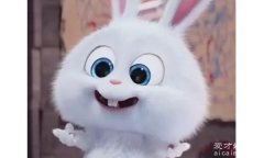 兔子头像暗示什么，性格上是童真/单纯/可爱(可能属相是兔)