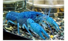 最贵龙虾十大排名，蓝色龙虾是最贵的(基因变异的现象)