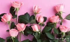 粉色玫瑰花代表什么意思，代表着初恋/求爱的意思(可表白)