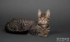 猫的寿命最长能活多少年，38年(有基因缺陷的猫会寿命短)