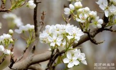 梨花是什么季节开的，春季(一般在3月份开花/冬季最少见)