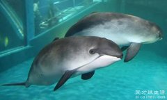 全球10大稀有动物，加湾鼠海豚的体型很小(分布范围也小)