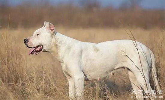 中国十大禁犬,藏獒一直都是在城市禁养名单