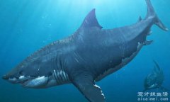 巨齿鲨到底有多大，长在15~30米左右/体重在40~80吨左右