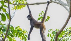 猴子的尾巴有什么作用 抓取果实挂住自己（最长有75厘米）