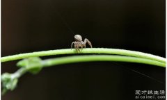 世界上最小的蜘蛛，施展蜘蛛(它的体长只有0.043厘米)