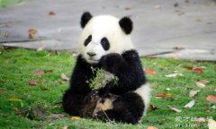 熊猫是素食动物还是肉食动物，肉食动物(后来才吃的竹子)