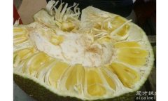 菠萝蜜怎么剥皮小窍门，先用刀在菠萝蜜的根部开始划