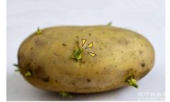 为什么发芽土豆不可以吃，含有龙葵素的毒素(会危害生命)
