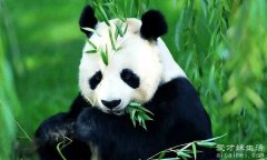 中国珍稀动物大全，大熊猫是我国的国宝(现只有三千多只)