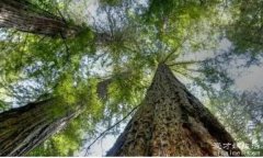 世界上最高的树，是澳洲杏仁桉树(最高达到了156米的高度)