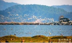 鄱阳湖在哪里哪一个省，江西省北部(有着300多种候鸟)