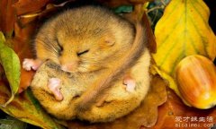 世界上冬眠时间最长的动物是什么，睡鼠(可能冬眠中饿死)