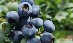 蓝莓的功效与作用有哪些 有增强免疫力、改善心血管、抗氧化延缓衰老