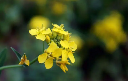 婺源油菜花花期是什么时候