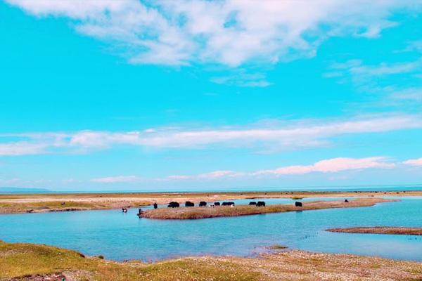 青海湖几月份去旅游合适-西宁出发到青海湖旅游应该怎么玩