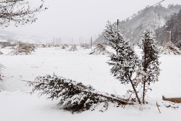 北京迎虎年初雪 初雪的寓意和象征