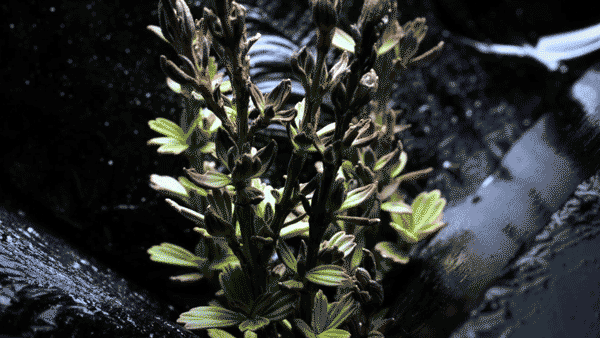 16c29529677640b884e96e2e0fd32334.gif