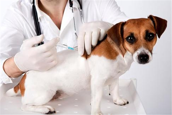 狂犬疫苗共有几针 狂犬疫苗打了三针不想打了可以吗