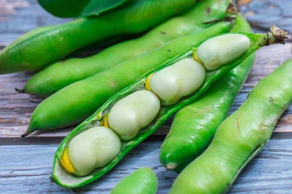 蚕豆是酸性食物还是碱性食物 蚕豆要煮多久才熟