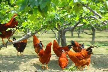 鸡吃土霉素片的功效与作用，治鸡支体病多种病害减少损失