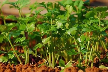 香菜种植方法和时间，春秋季节种植(种植的5大步骤)