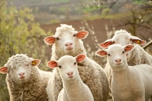 羊群效应是什么意思 跟从大众的思想和行为