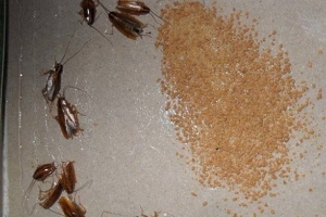 家里有蟑螂怎么办能除根 三种办法除尽蟑螂（定期打扫卫生）
