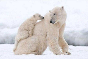 北极熊的毛是什么颜色的 透明无色（皮肤是黑色的）