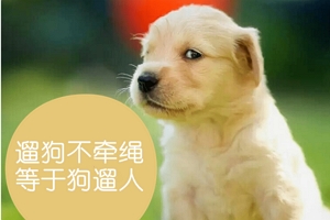 遛狗不牵绳违法怎么处理 会警告并罚款（出事负全责）