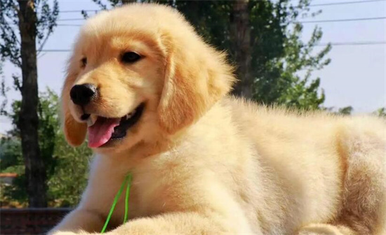 金毛犬多少钱一只幼崽，700-1万元不等(根据品相和纯度)