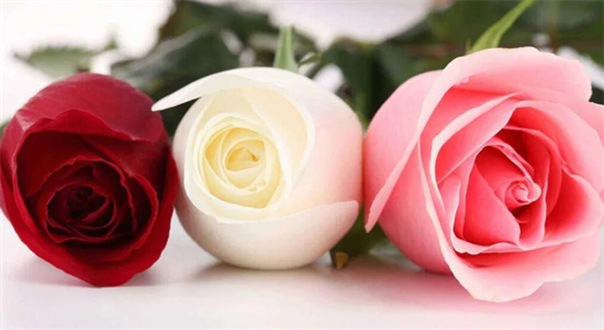 结婚纪念日送老婆什么鲜花，玫瑰花是肯定的不会错的