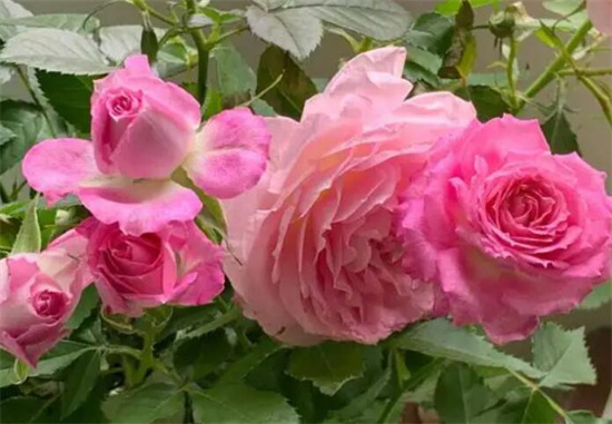 月季和玫瑰的区别，玫瑰花期短带刺(市面玫瑰为月季培育品种)