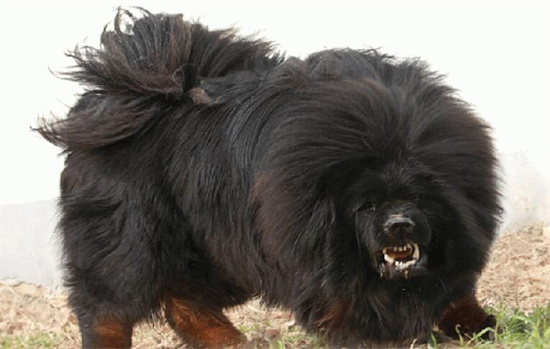中国十大禁犬，藏獒一直都是在城市禁养名单