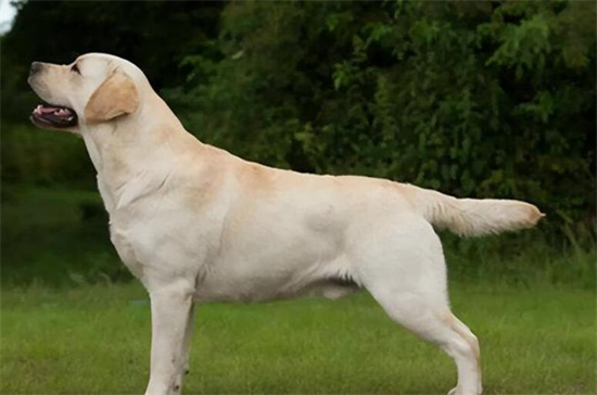 最受欢迎的狗狗品种排名，第一拉布拉多军犬首选