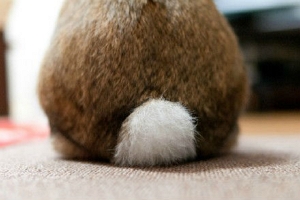 兔子的尾巴有什么作用 维持平衡支撑直立（其实尾巴很大）