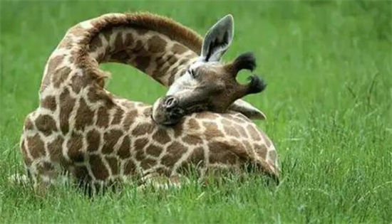 长颈鹿可以趴着睡觉吗，可以(但是在野外站着睡觉能够提高警惕)