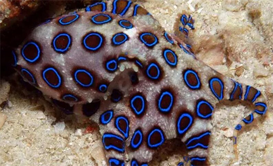 十大最毒章鱼排行榜，第一毒性是眼镜蛇的百倍/蓝环章鱼第五