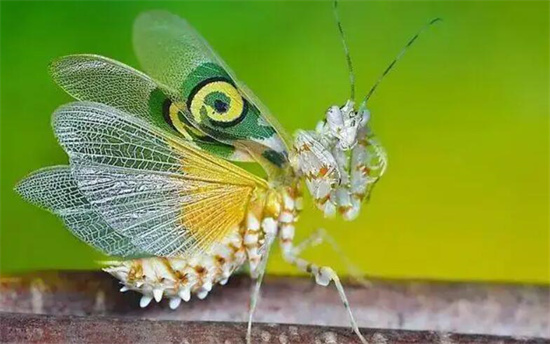 世界上最帅的虫子，螳螂之王魔花螳螂(长相帅气颜色炫彩)