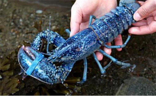 最贵龙虾十大排名，第一法国蓝龙虾(200万只才会出现一只有价无市)